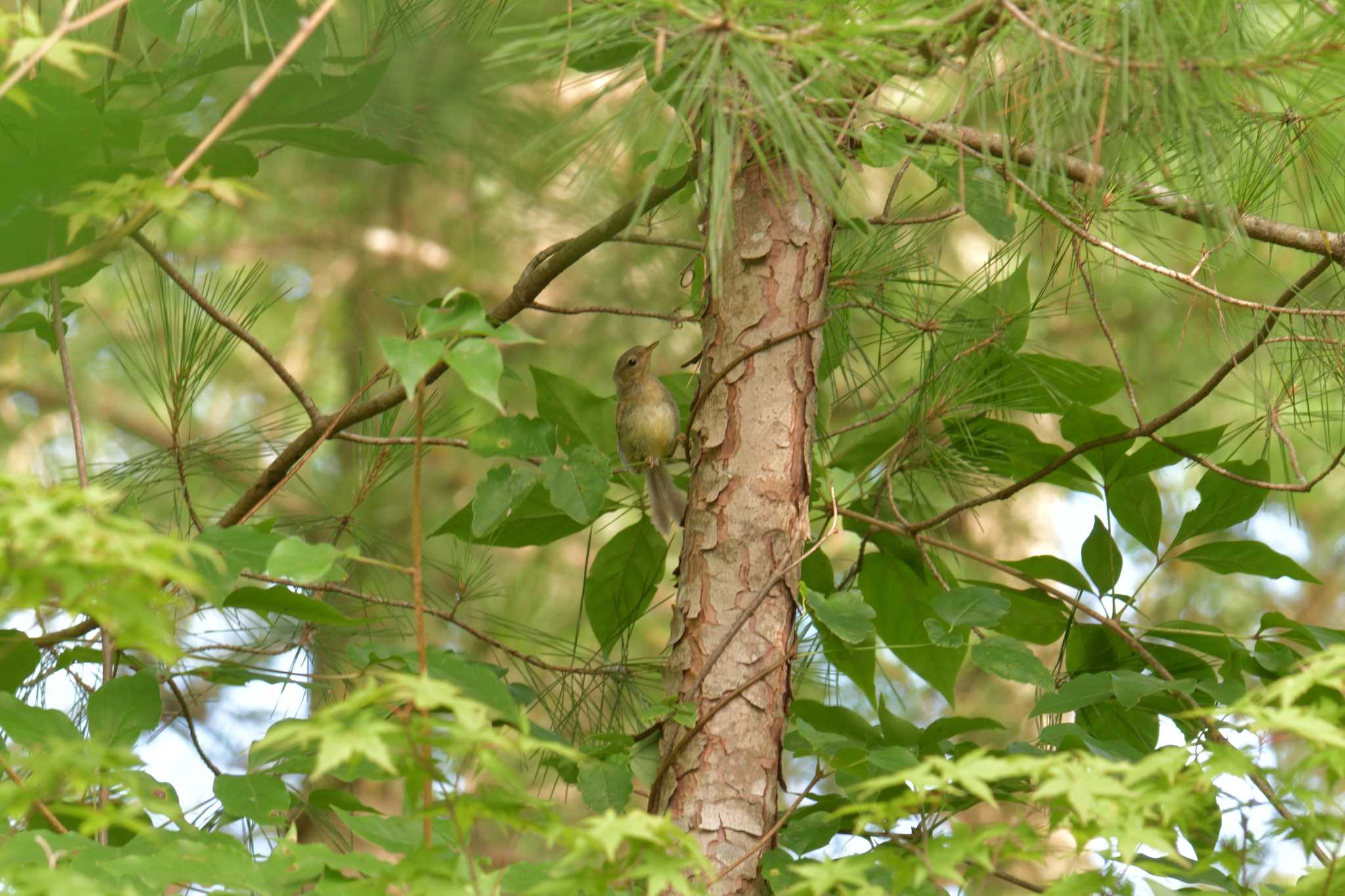 滋賀県甲賀市甲南町創造の森 ウグイスの写真 by masatsubo