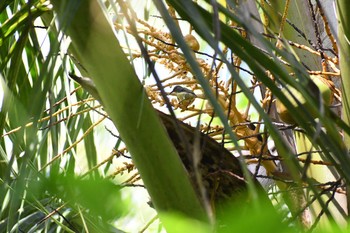 Metallic-winged Sunbird(decorosa) フィリピン　ボホール 2019年7月21日(日)