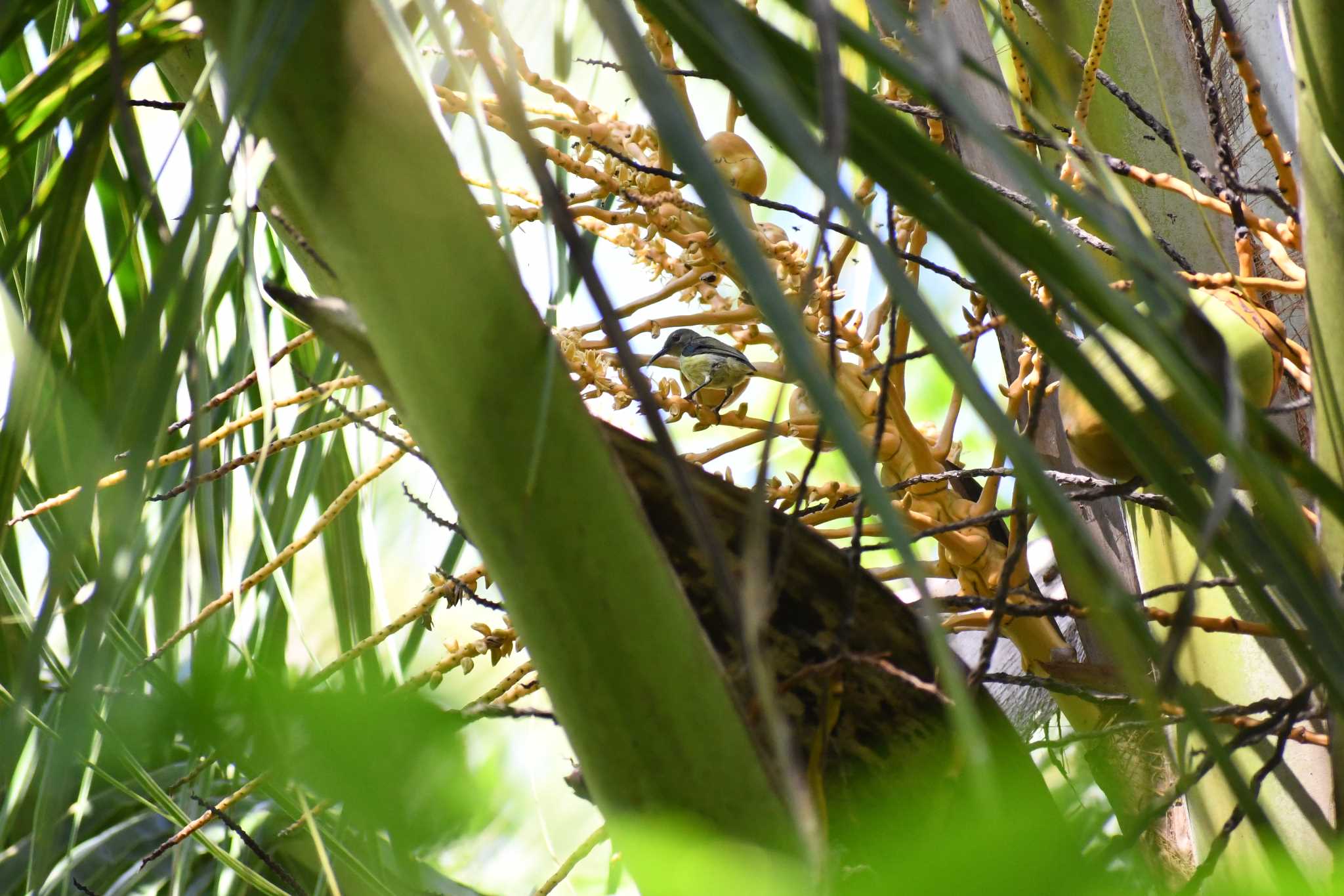 Metallic-winged Sunbird(decorosa)