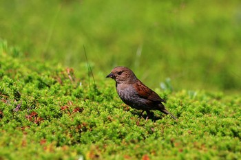 カヤクグリ 室堂平 2019年8月3日(土)