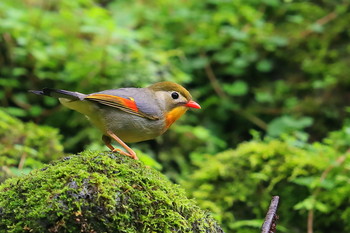 ソウシチョウ 場所が不明 2019年8月3日(土)