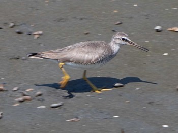 Grey-tailed Tattler Yatsu-higata Sat, 8/3/2019