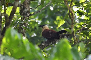 Black-faced Coucal Bohol Biodiversity Complex Sat, 7/20/2019