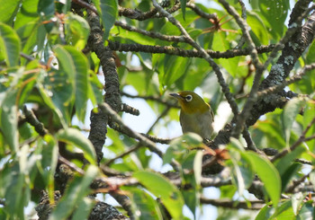 Warbling White-eye 奥武蔵グリーンライン Sun, 8/4/2019