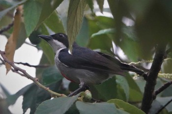 Red-keeled Flowerpecker ボホール Mon, 7/22/2019