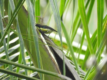 Metallic-winged Sunbird(decorosa) フィリピン　ボホール 2019年7月21日(日)