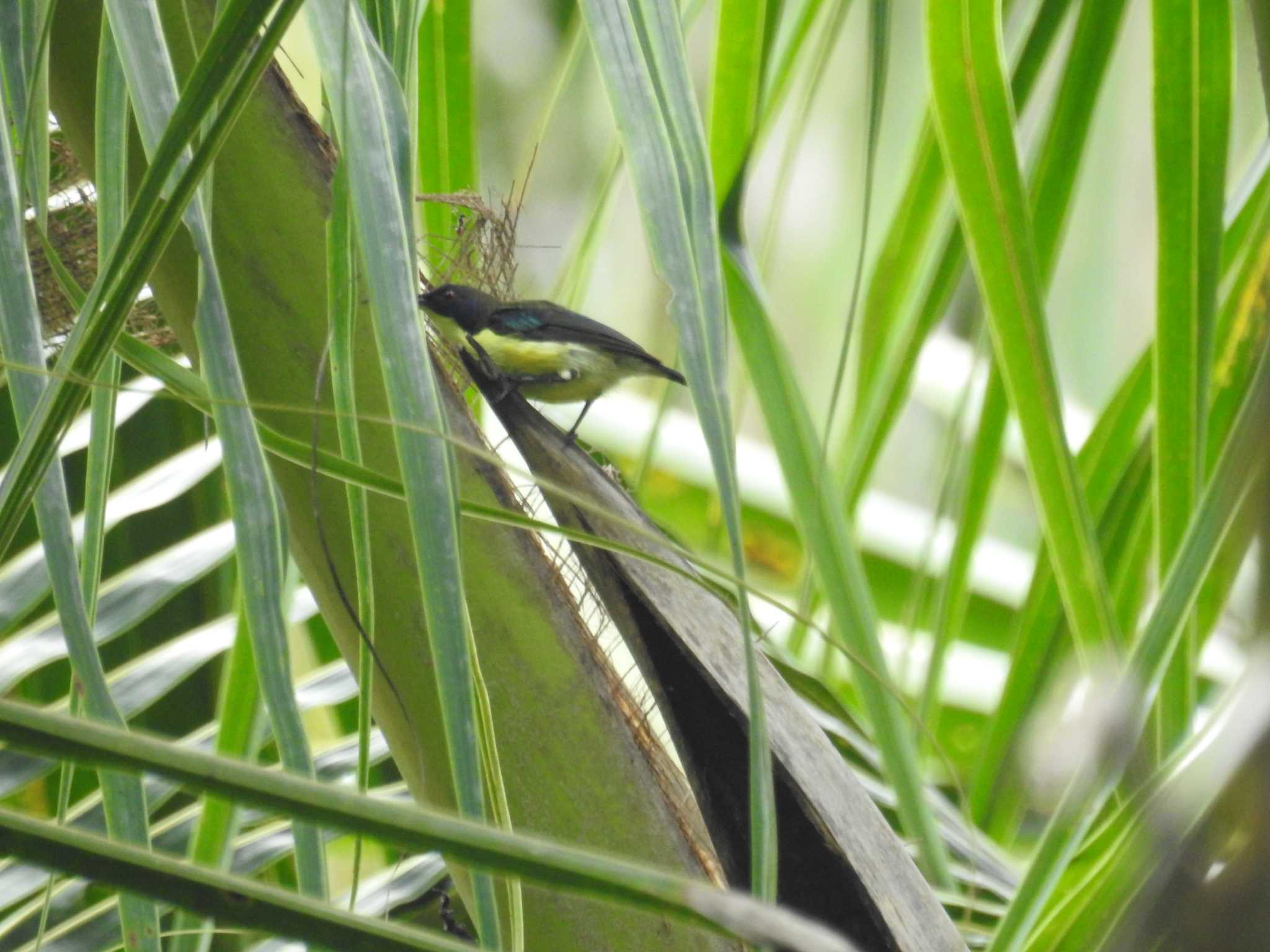 Photo of Metallic-winged Sunbird(decorosa) at フィリピン　ボホール by でみこ