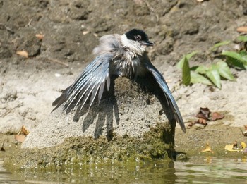 2019年8月6日(火) 都立浮間公園の野鳥観察記録