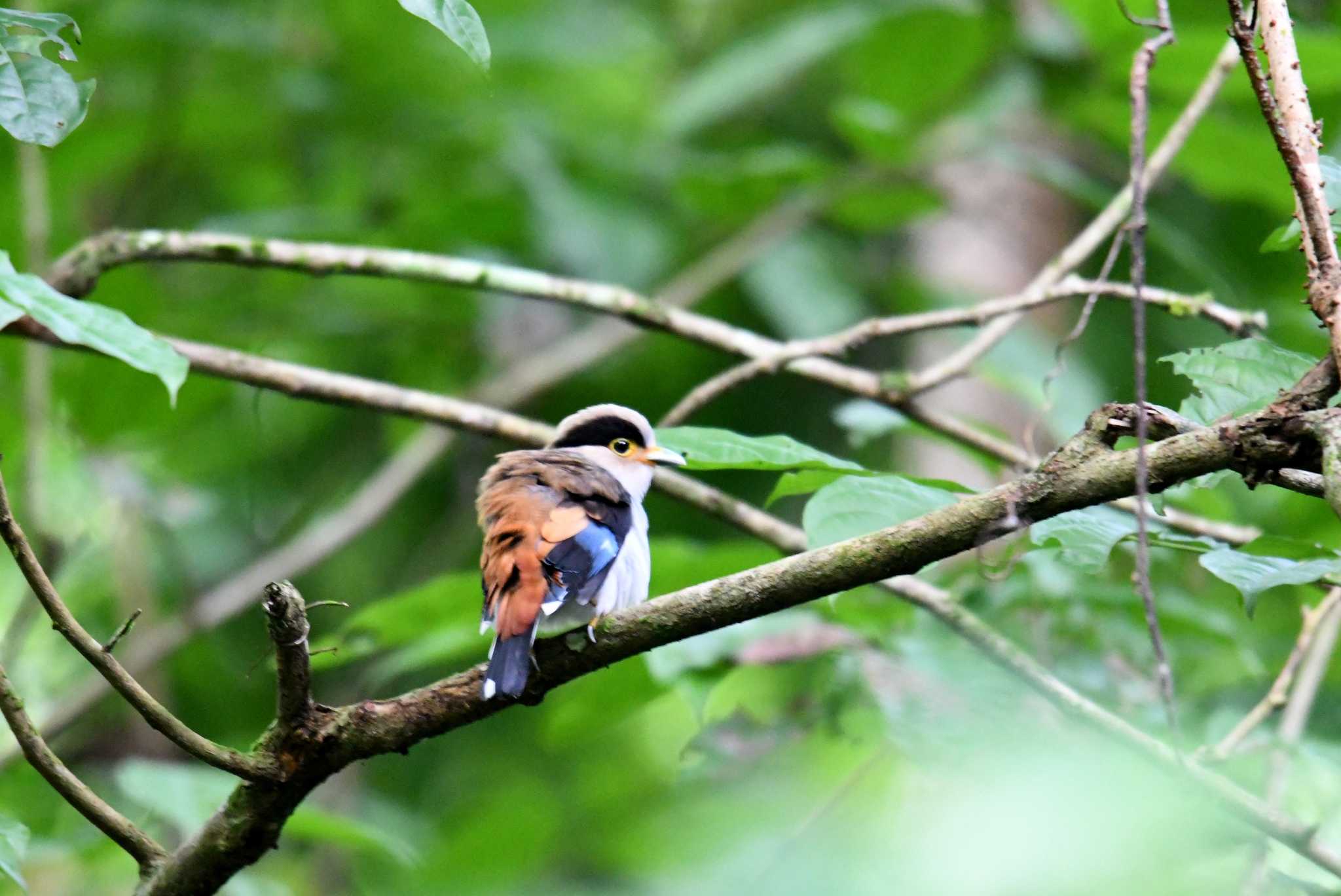 Photo of Silver-breasted Broadbill at Kaeng Krachan National Park by あひる