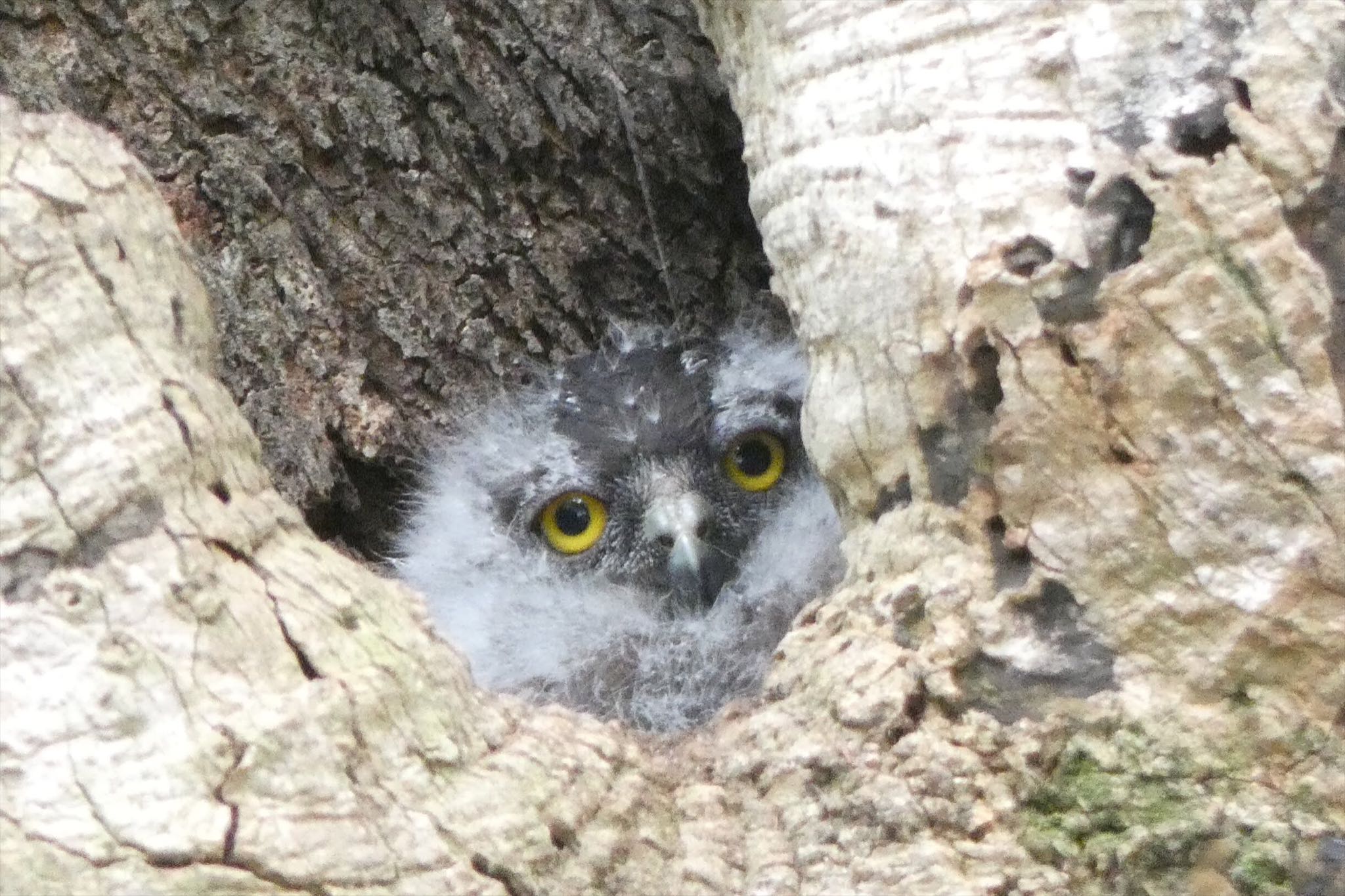 湘南 アオバズクの写真 by himizoh