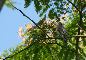 Asian Brown Flycatcher 奥武蔵グリーンライン Sun, 8/4/2019