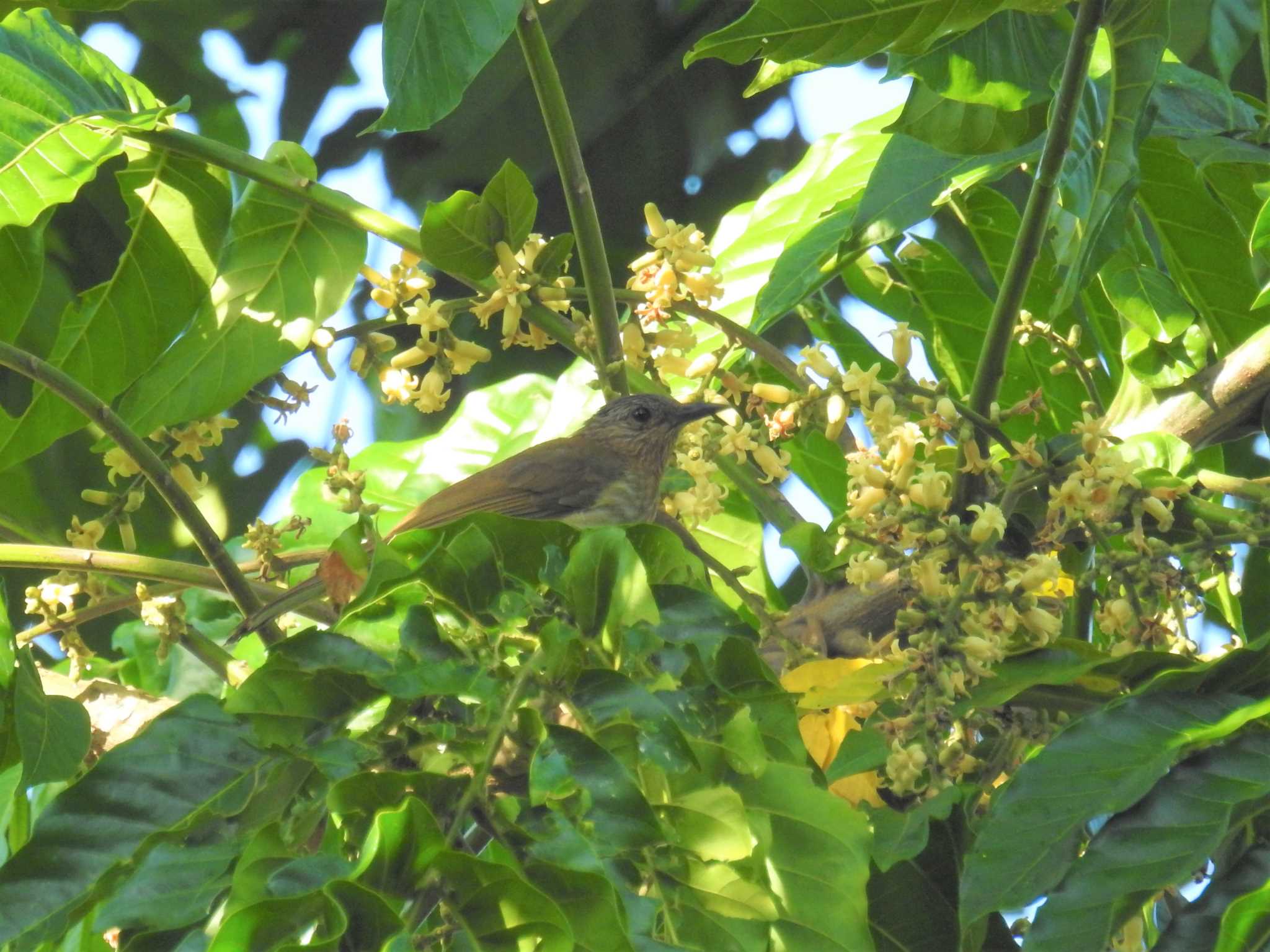 Philippine Bulbul