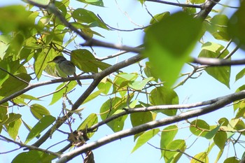 Rufous-fronted Tailorbird フィリピン　ボホール Sun, 7/21/2019