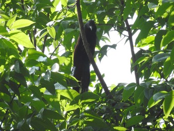 Philippine Coucal フィリピン　ボホール Mon, 7/22/2019