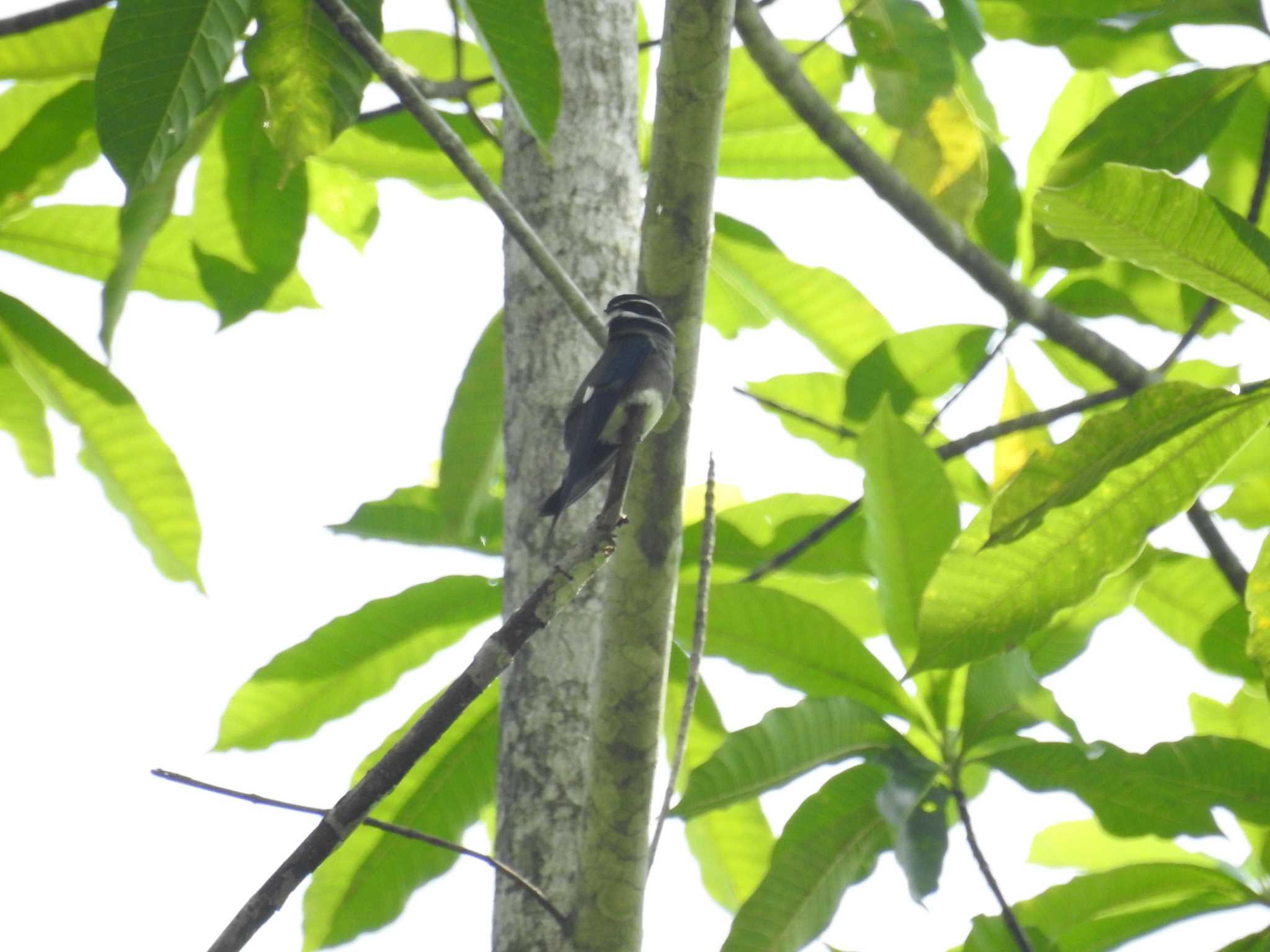 コシラヒゲカンムリアマツバメ