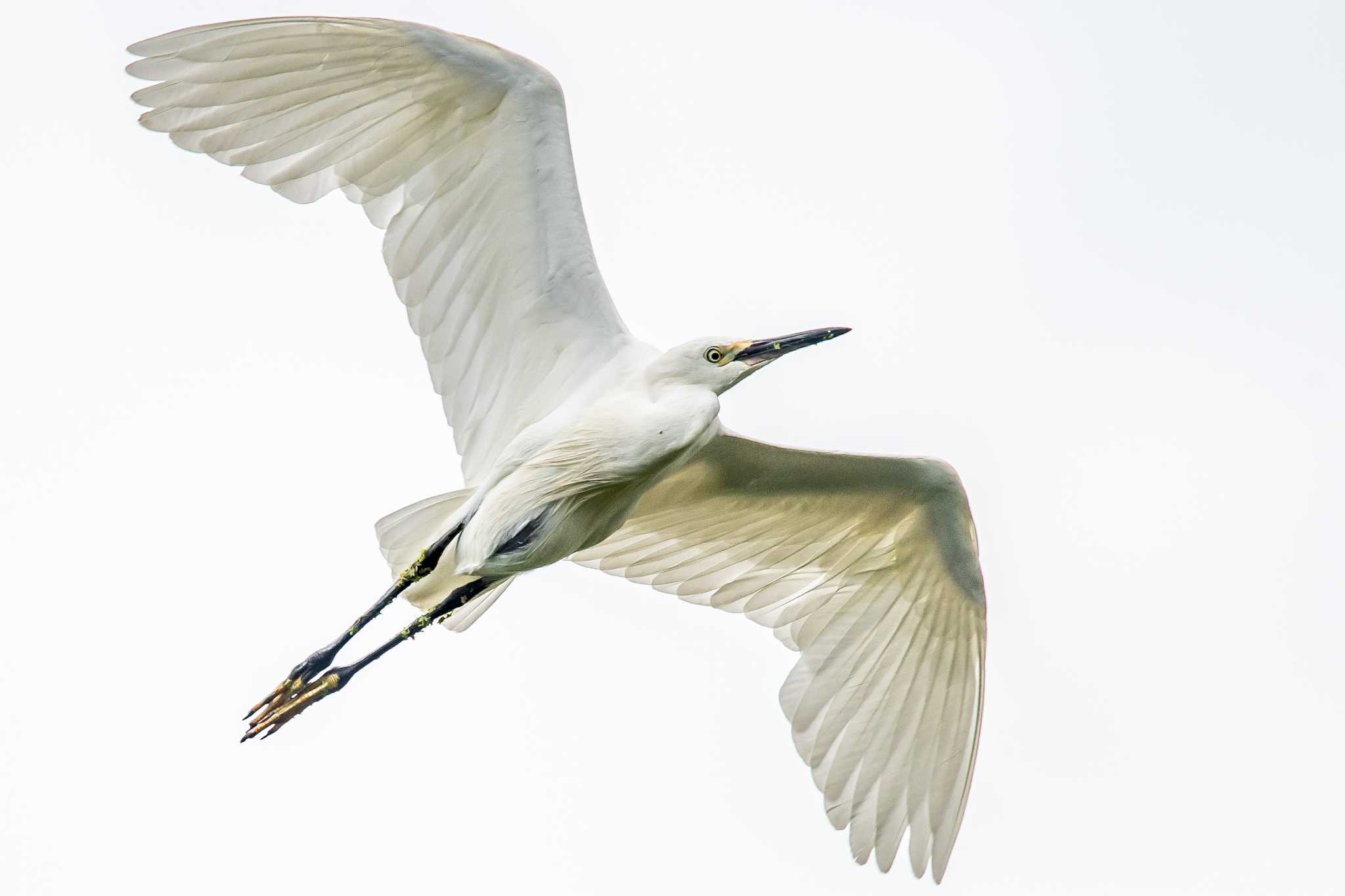 Photo of Little Egret at 明石市大久保町 by ときのたまお