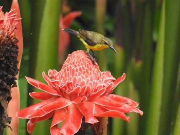 キバラタイヨウチョウ フィリピン　ボホール 2019年7月21日(日)