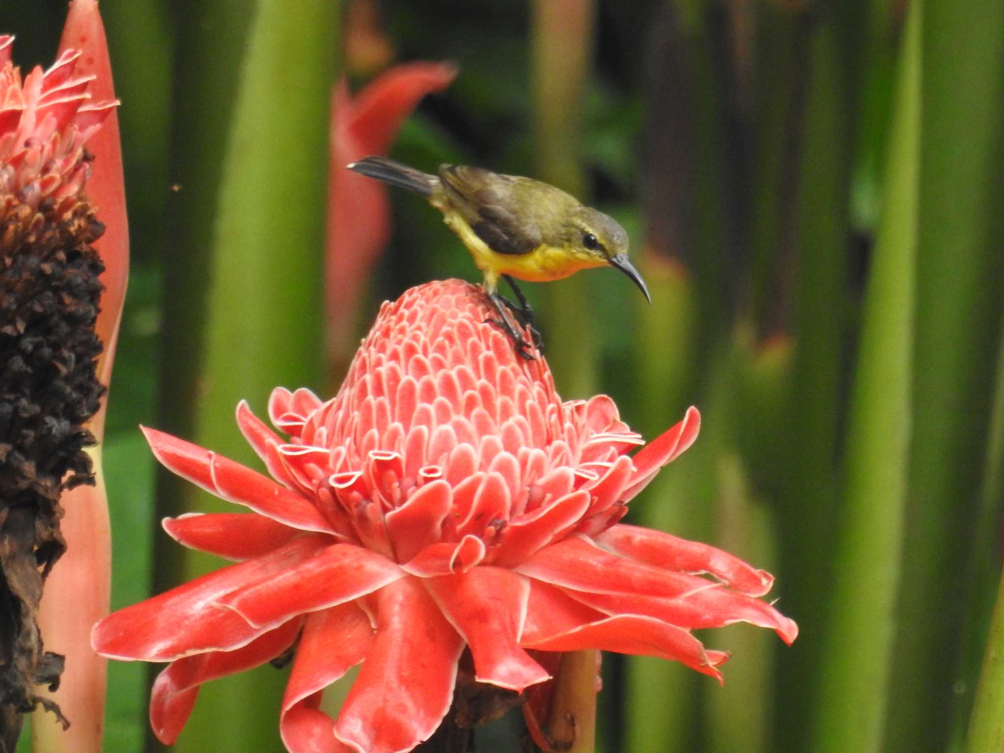 Ornate Sunbird