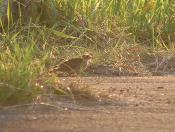 Unknown Species Tonegawa Kojurin Park Sun, 8/4/2019