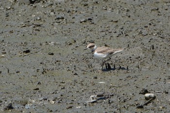 2019年8月9日(金) 葛西臨海公園の野鳥観察記録