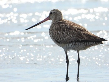 オオソリハシシギ ふなばし三番瀬海浜公園 2019年8月8日(木)