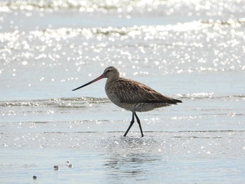 オオソリハシシギ ふなばし三番瀬海浜公園 2019年8月8日(木)