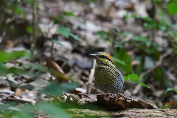 Blue Pitta