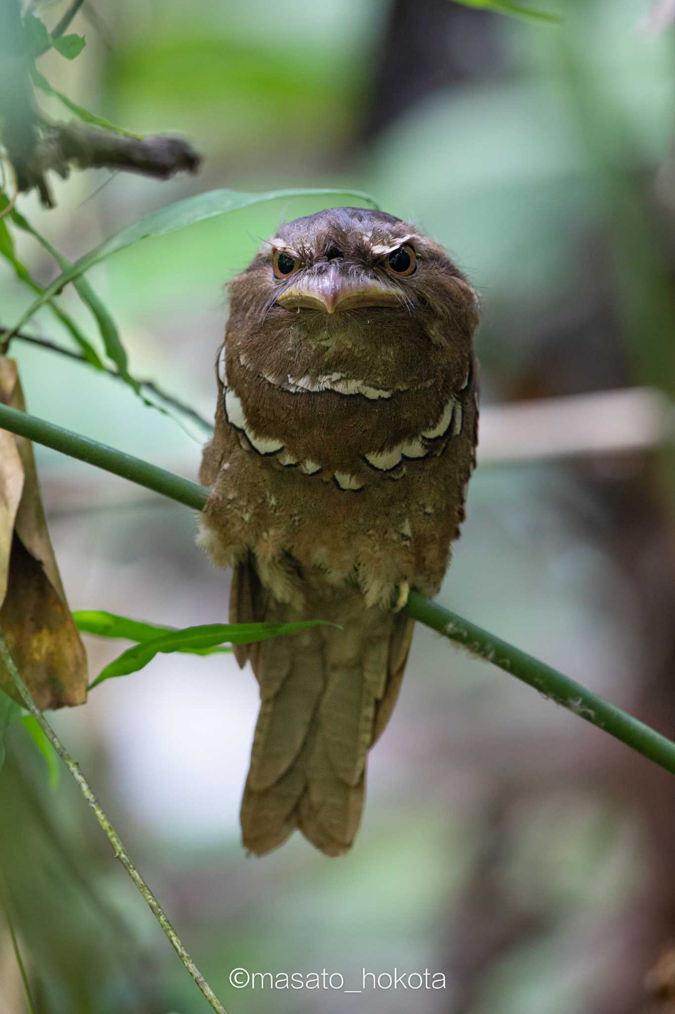 Photo of Philippine Frogmouth at Raja Sikatuna National Park by Trio