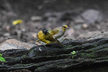 Stripe-throated Bulbul Kaeng Krachan National Park Fri, 5/31/2019