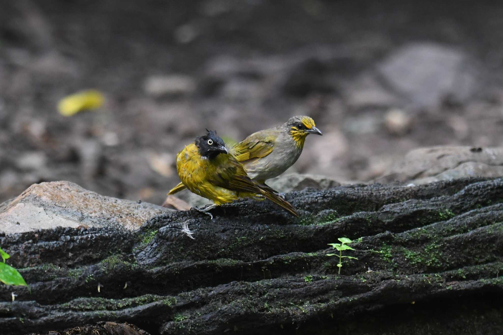 Photo of Stripe-throated Bulbul at Kaeng Krachan National Park by あひる