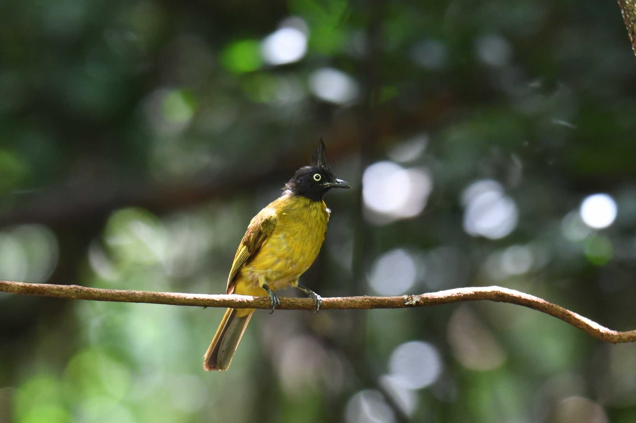 Photo of Black-crested Bulbul at Kaeng Krachan National Park by あひる