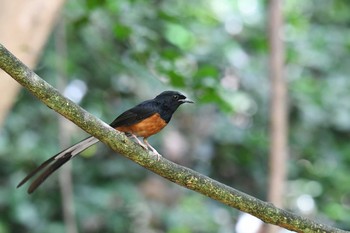 アカハラシキチョウ ケーン・クラチャン国立公園 2019年5月31日(金)