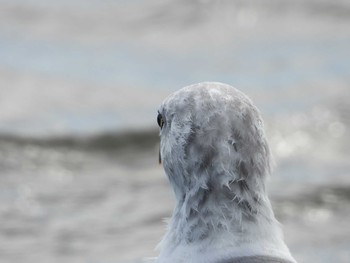 ウミネコ ふなばし三番瀬海浜公園 2019年8月8日(木)