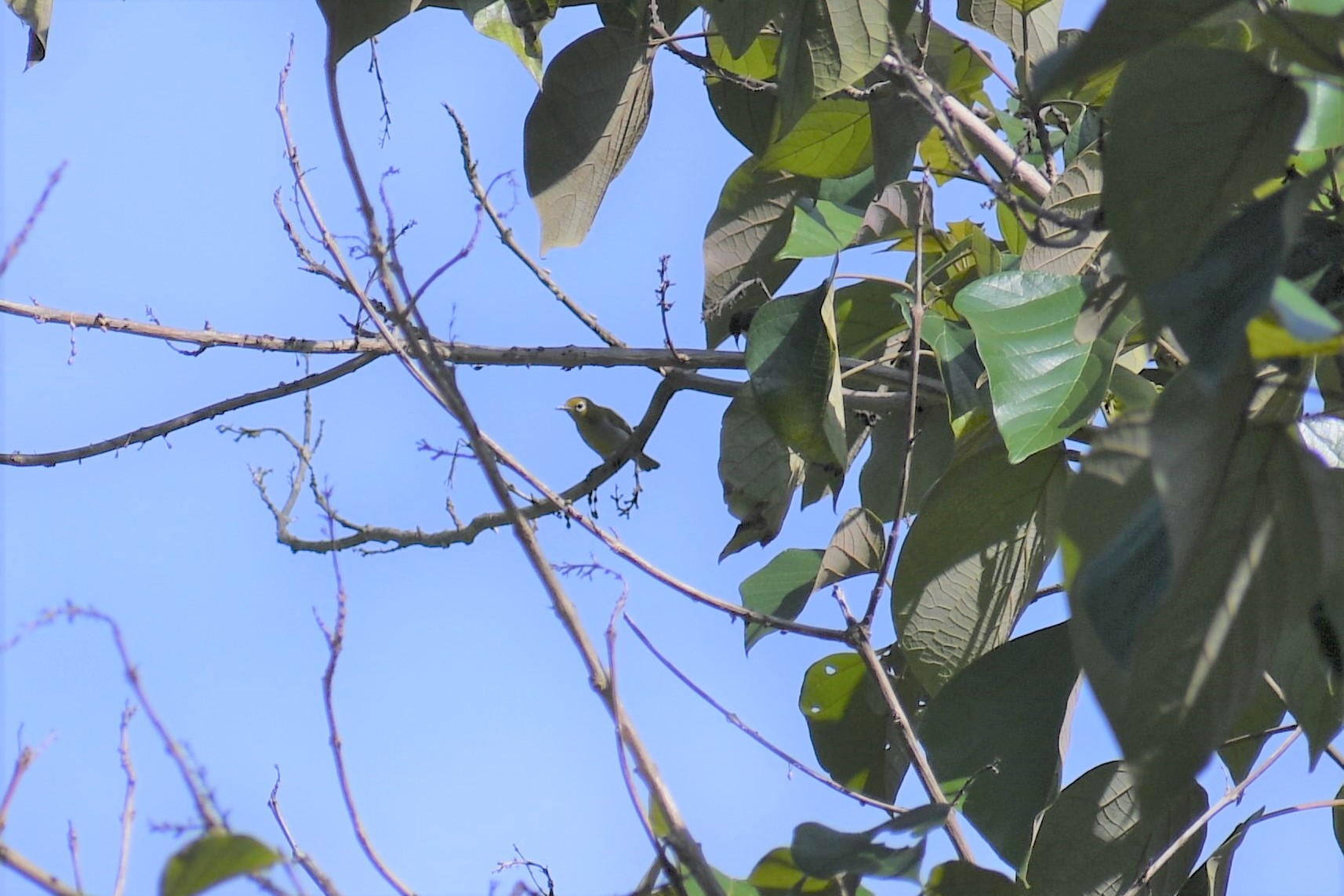 Everett's White-eye