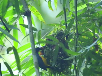 Orange-bellied Flowerpecker フィリピン　ボホール Mon, 7/22/2019