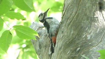 2019年8月10日(土) 兜沼公園の野鳥観察記録