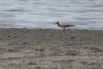 2019年8月10日(土) ふなばし三番瀬海浜公園の野鳥観察記録