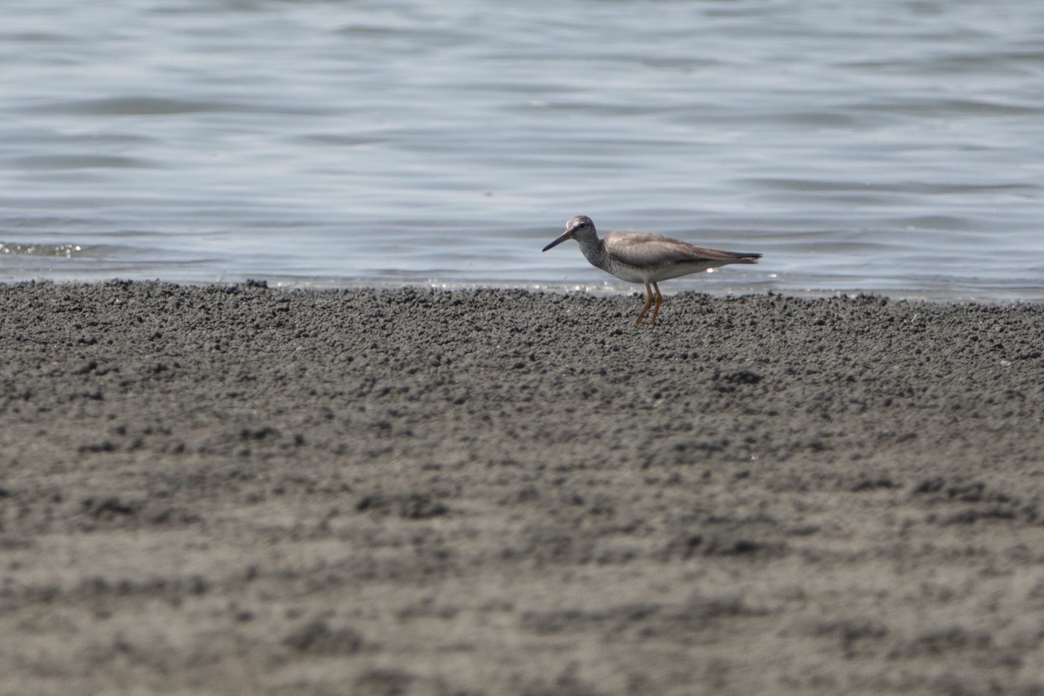 ふなばし三番瀬海浜公園 キアシシギの写真 by ひじり