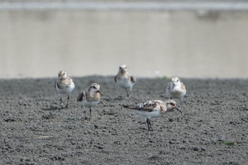 ミユビシギ ふなばし三番瀬海浜公園 2019年8月10日(土)