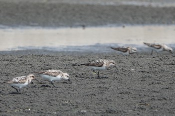 ミユビシギ ふなばし三番瀬海浜公園 2019年8月10日(土)