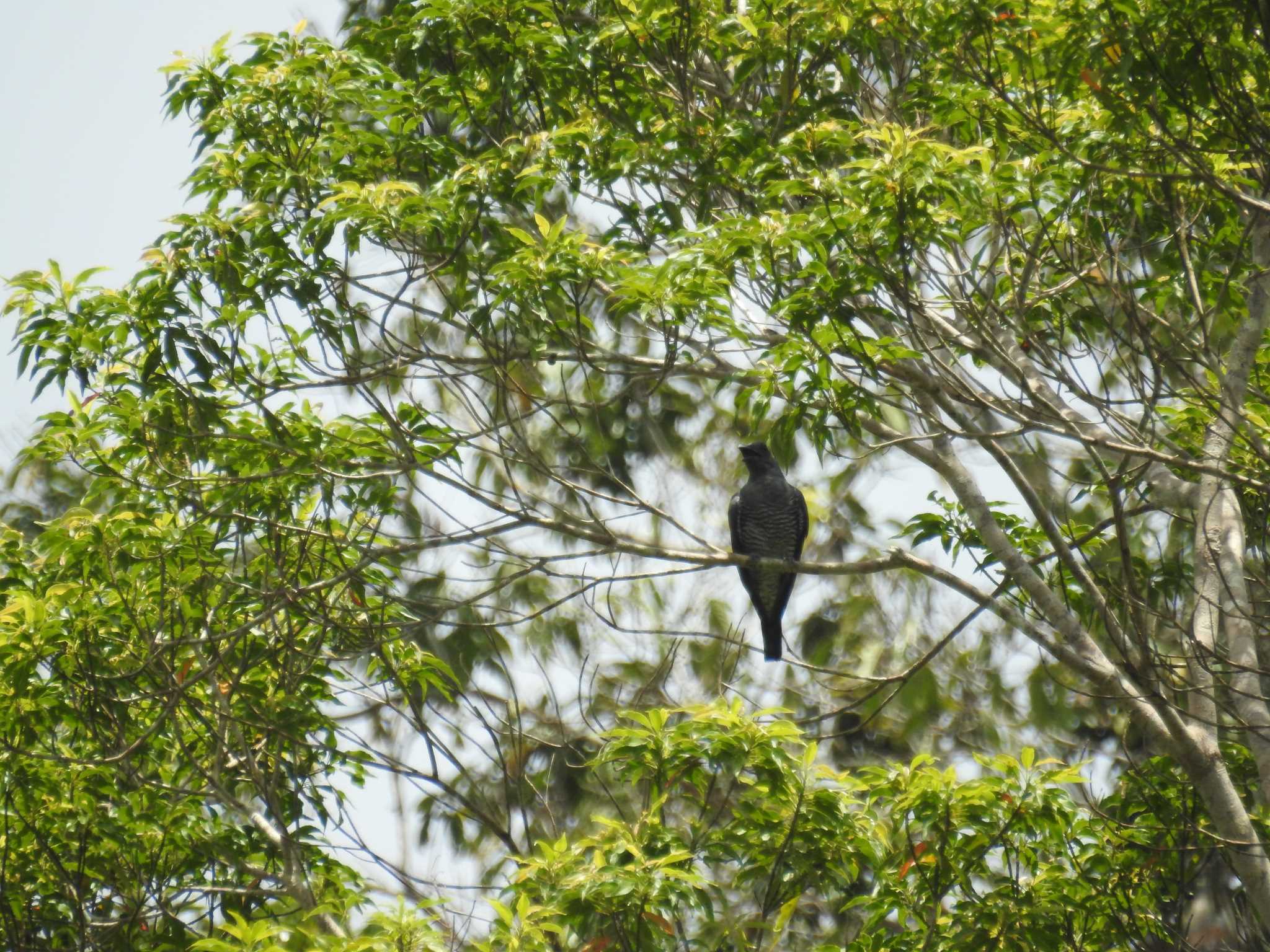 Photo of Bar-bellied Cuckooshrike at フィリピン　ボホール by でみこ