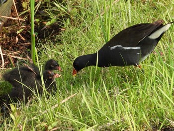 Common Moorhen 調布市 Sun, 8/4/2019