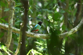 ズグロヤイロチョウ ケーン・クラチャン国立公園 2019年6月1日(土)