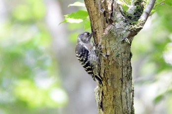 Japanese Pygmy Woodpecker 段戸裏谷 Fri, 8/9/2019