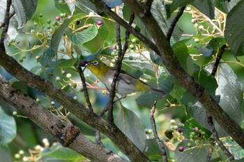 Warbling White-eye 段戸裏谷 Fri, 8/9/2019