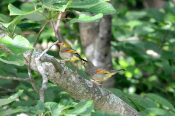 Red-billed Leiothrix 段戸裏谷 Fri, 8/9/2019