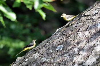 Grey Wagtail 段戸裏谷 Fri, 8/9/2019