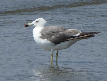 2019年8月10日(土) 葛西臨海公園の野鳥観察記録