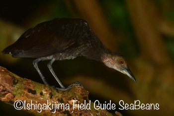 Slaty-legged Crake Ishigaki Island Sat, 8/10/2019