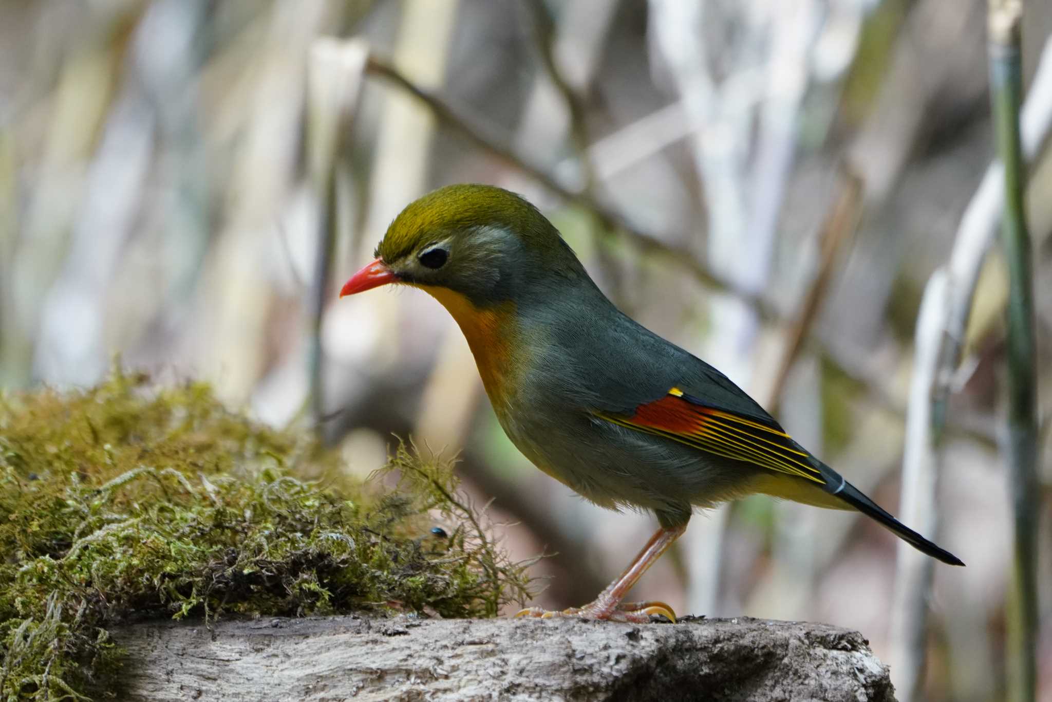 Photo of Red-billed Leiothrix at 山梨県 by Orion-HAS